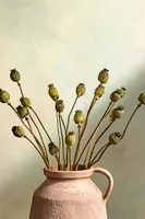 Dried Papaver Bunch