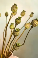Dried Papaver Bunch