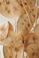 Dried Lunaria Bunch