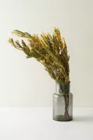 Preserved Mimosa Bunch