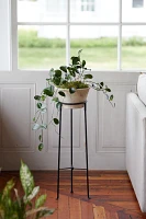 Tall Iron Plant Stand