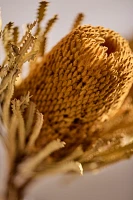 Dried Banksia Bunch