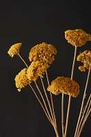 Dried Yarrow Bunch