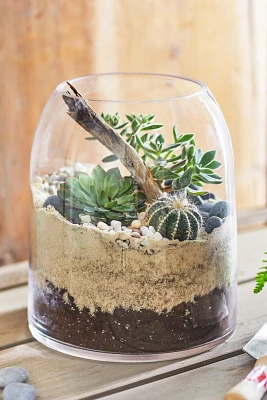 Domed Terrarium