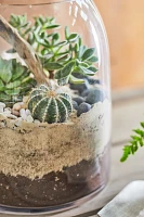 Domed Terrarium