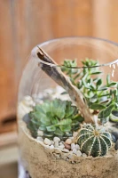 Domed Terrarium