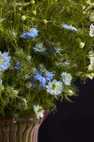 Fresh Nigella Bunch