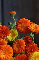 Fresh Calendula Bunch