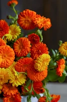 Fresh Calendula Bunch