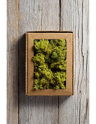 Preserved Reindeer Moss