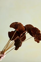 Preserved Sponge Mushroom Stem Bunch