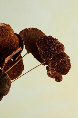 Preserved Sponge Mushroom Stem Bunch