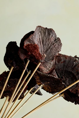 Preserved Sponge Mushroom Stem Bunch