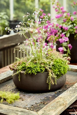 Fiber Cement Bowl Planter, 14"