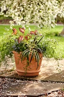 Tapered Terracotta Planter