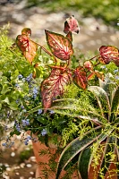 Tapered Terracotta Planter