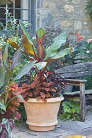 Tapered Terracotta Planter