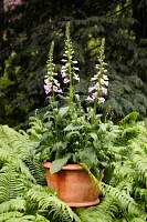 Tapered Terracotta Planter