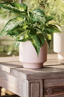 Ceramic Level Planter