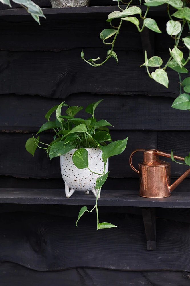 Pothos marble, Speckled Ceramic Pot