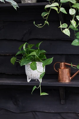 Pothos marble, Speckled Ceramic Pot