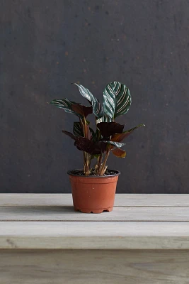 Calathea Ornata