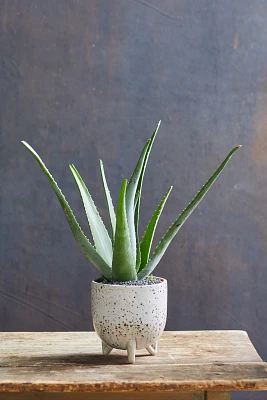 Aloe Plant, Speckled Ceramic Pot