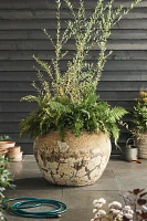 Barnacle Olla Pot