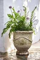 Barnacle French Urn