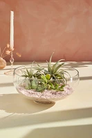 Low Rounded Bowl Terrarium