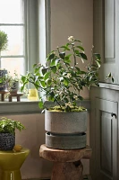 Meyer Lemon Tree