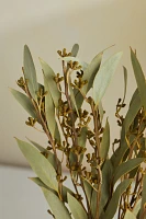 Dried Amber Fruit Bunch