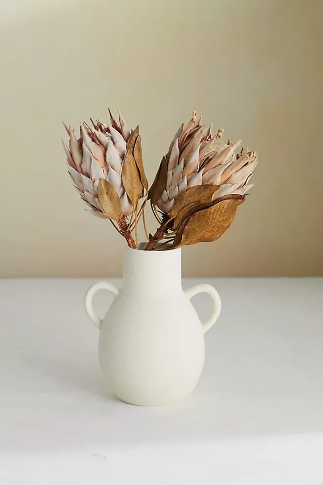 Dried King Protea Stems, Blush Set of 2