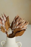 Dried King Protea Stems, Blush Set of 2