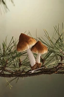 Mushroom Velvet Clip Ornament