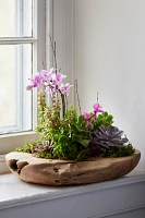 Teak Root Round Bowl Planter