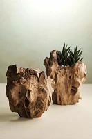 Teak Root Form Planter