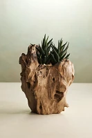 Teak Root Form Planter, 6"