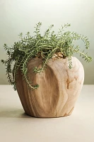 Teak Root Shoulder Planter