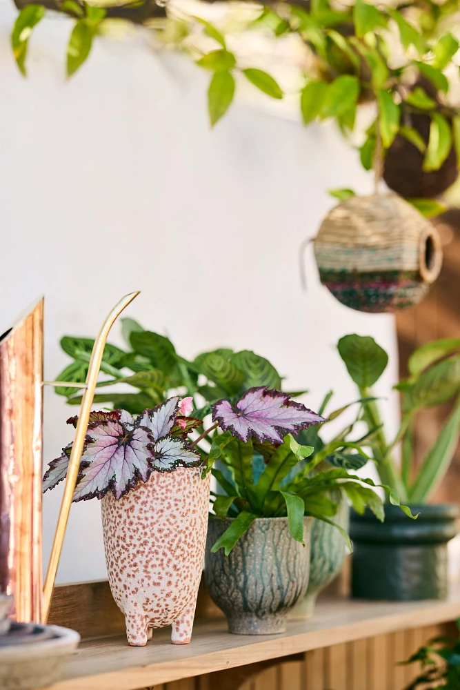 Drippy Ceramic Tulip Planter