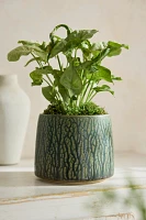 Drippy Ceramic Planter, 6"