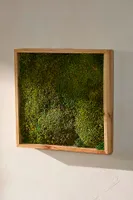 Mood Moss in Frame