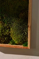 Mood Moss in Frame