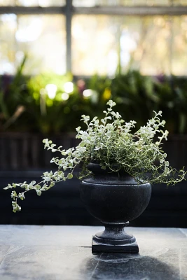 Rounded Cast Iron Urn Planter