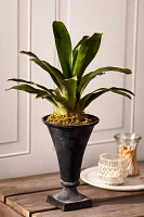 Flared Cast Iron Urn Planter