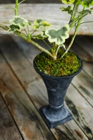 Flared Cast Iron Urn Planter