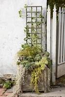 Iron Wall Trellis