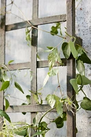 Iron Wall Trellis