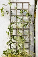 Iron Wall Trellis