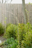 Fiddlehead Iron Stake